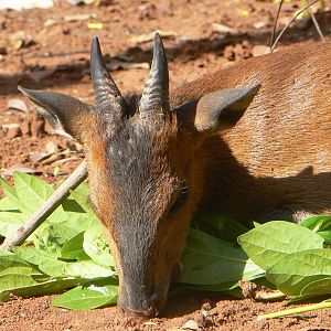 Big red flanked duiker hunted in CAR