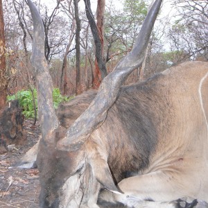 Very old, worn down Derby eland, hunted in CAR