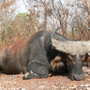 Buffalo from forest galleries in CAR