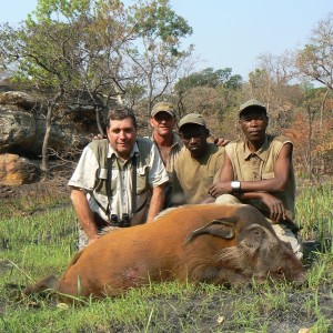 Huge 102 kg red river hog taken in CAR