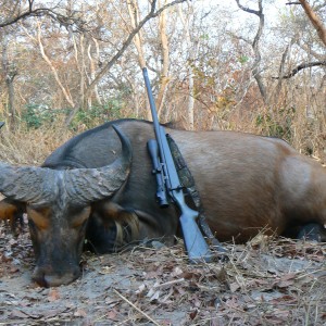 Small bodied buffalo bull from CAR