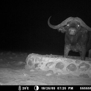 Cape Buffalo in Namibia Waterberg Plateau