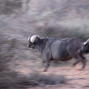 Cape Buffalo in Namibia Waterberg Plateau