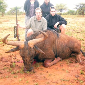 Wildebeest Hunt Namibia