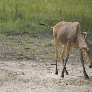 Lelwel Hartebeest in Central African Republic