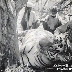 Hunting Tiger India