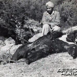 Hunting Bear India