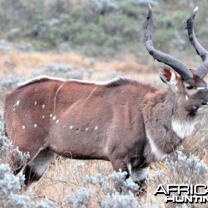 Mountain Nyala Bull Ethiopia