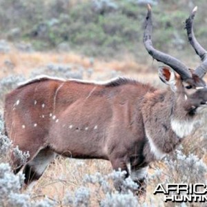 Mountain Nyala Bull Ethiopia