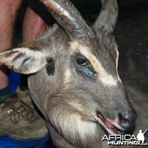 Ssese Island Sitatunga Uganda