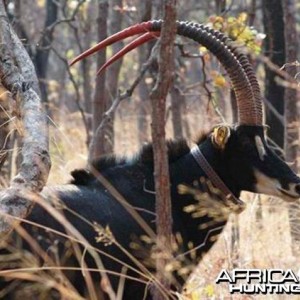 Bull from the 2009 Giant Sable Capture Operation Angola