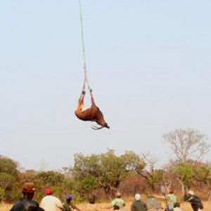 Giant Sable Angola