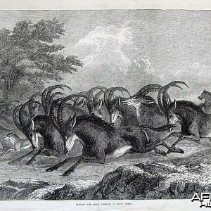 1871 Hunting Sable Antelope in South Africa