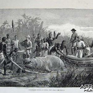 1880 - Hippopotamus Hunting in Angola, Africa