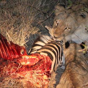 Lions feeding on Zebra