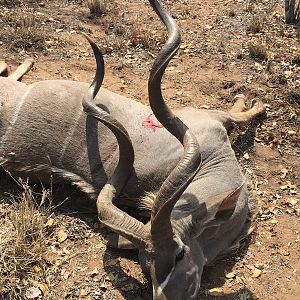 Kudu Bow Hunting South Africa