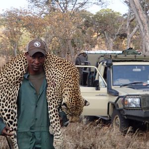 Leopard Tanzania  Hunting