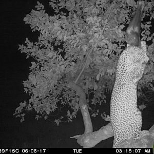 Leopard on bait Namibia