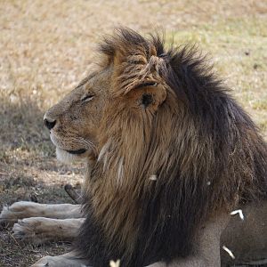 Kenya Maasai Mara Lion