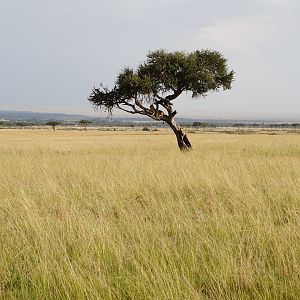 Lion Kenya Maasai Mara