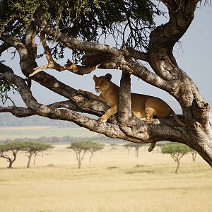 Maasai Mara Lion Kenya