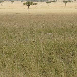 Kenya Maasai Mara Lions