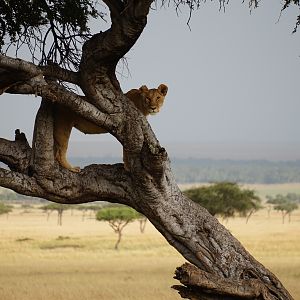 Lions Kenya Maasai Mara
