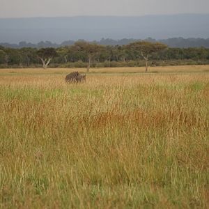 Kenya Black Rhino Maasai Mara