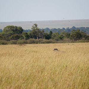 Cape Buffalo Maasai Mara Kenya