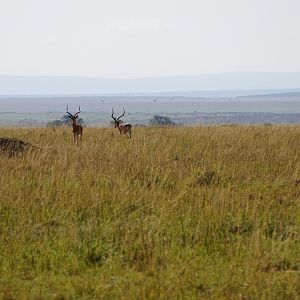 Kenya Impala Maasai Mara