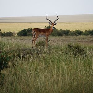 Maasai Mara Kenya Impala