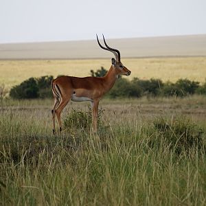 Kenya Impala Maasai Mara