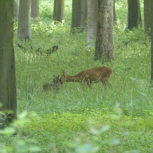 Roe Deer England