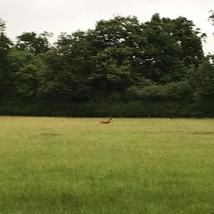 Roe Deer England