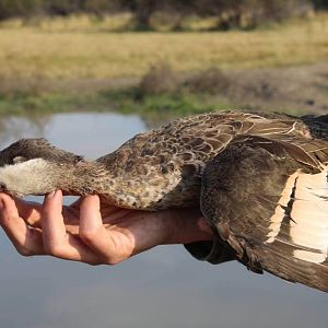 South Africa Geese Wing Shooting