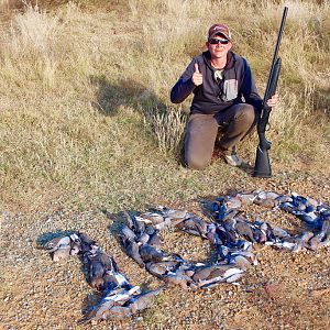 South Africa Bird Hunting Dove & Pigeon