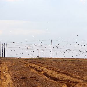 Bird Hunting South Africa