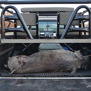 Hunting Warthog in South Africa