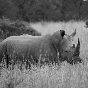 White Rhino South Africa