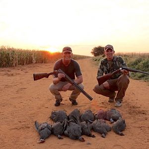 South Africa Guineafowl Wing Shooting