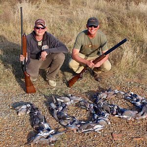 Dove & Pigeon Bird Hunting South Africa