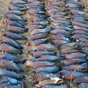 Speckled Pigeon South Africa Wing Shooting