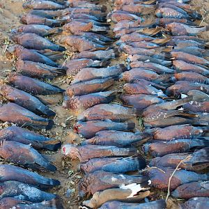 Speckled Pigeon South Africa Wing Shooting