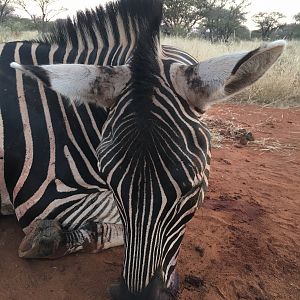 South Africa Burchell's Plain Zebra Hunting