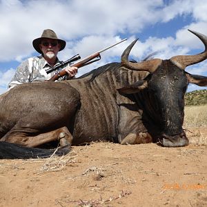 Blue Wildebeest