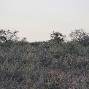 Kudu Botswana