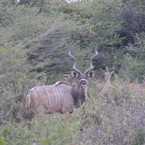 Botswana Kudu