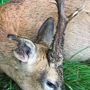 Roe Deer Hunting