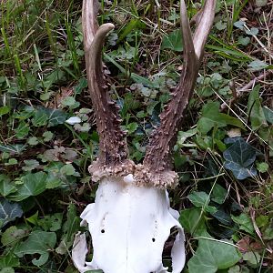 Roe Buck European Skull Mount Taxidermy