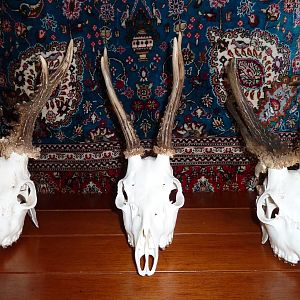 European Skull Mount Taxidermy Roe Deer